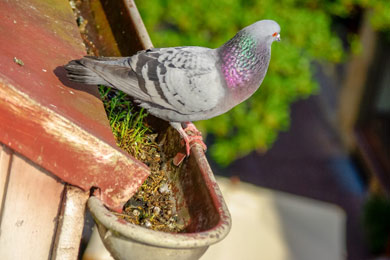 control de aves